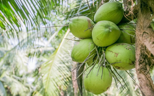 泰國椰青進口報關(guān)關(guān)稅以及流程[專業(yè)團隊]