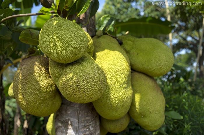 越南菠蘿蜜廣州報(bào)關(guān)公司水果菠蘿蜜進(jìn)口