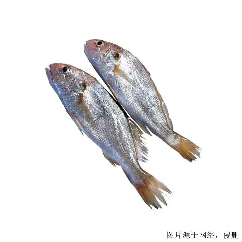 越南白姑魚進口清關流程-19年廣州水產(chǎn)品進口報關行